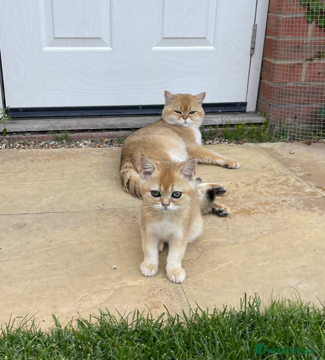 Scottish Fold cats for sale: SUMMER SALE LUXURY GOLDEN CHINCHILLA SCOTTISH FOLD - Image 4