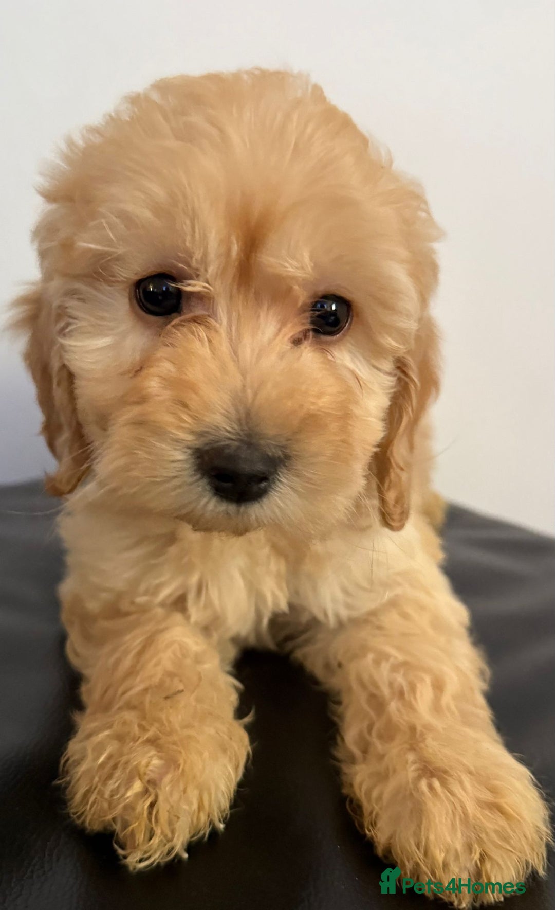 Cockapoo dogs for sale: Adorable Cockapoos - Advert 2