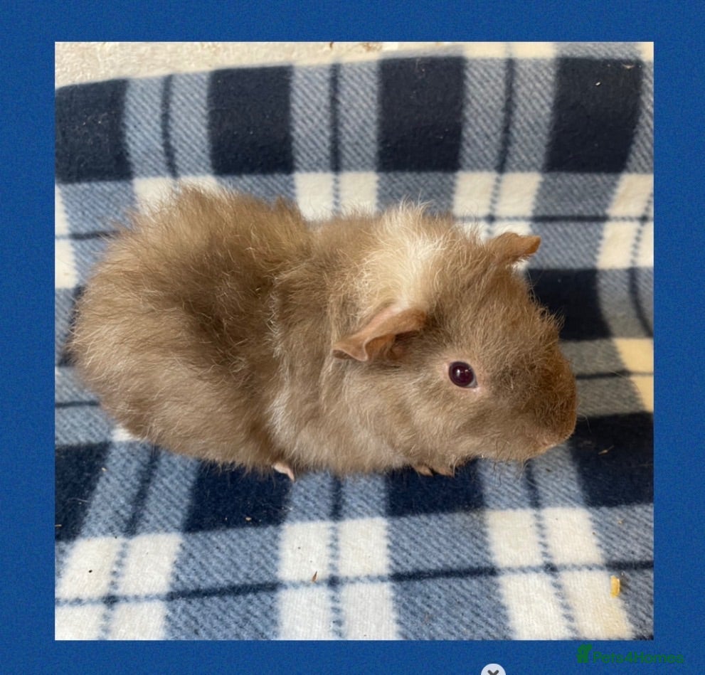Guinea Pig rodents Baby Guinea Pigs - Advert 2