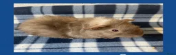 Guinea Pig rodents for sale: Baby Guinea Pigs in Wolverhampton - Advert 2