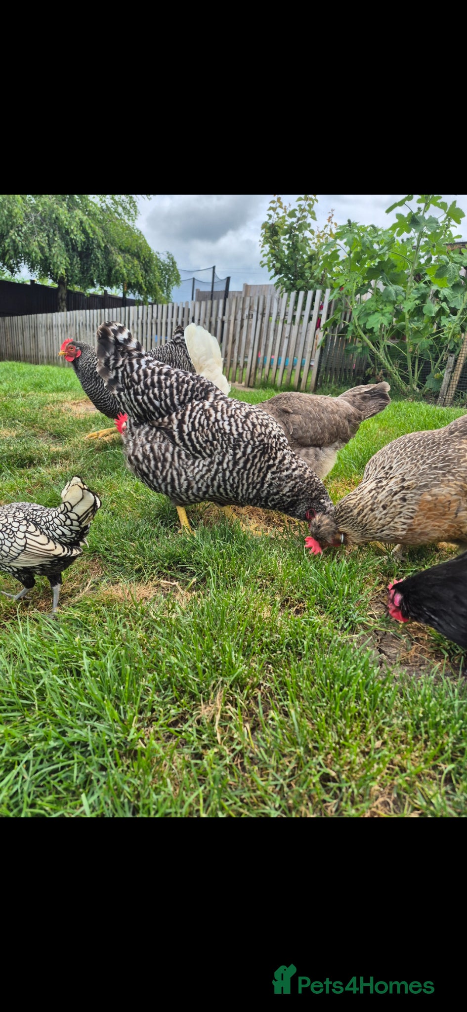 Chickens poultry for sale: 🐔  Mixed-Breed Hens - Advert 4