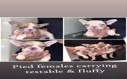 French Bulldog dogs for sale: French bulldogs  - Image 5