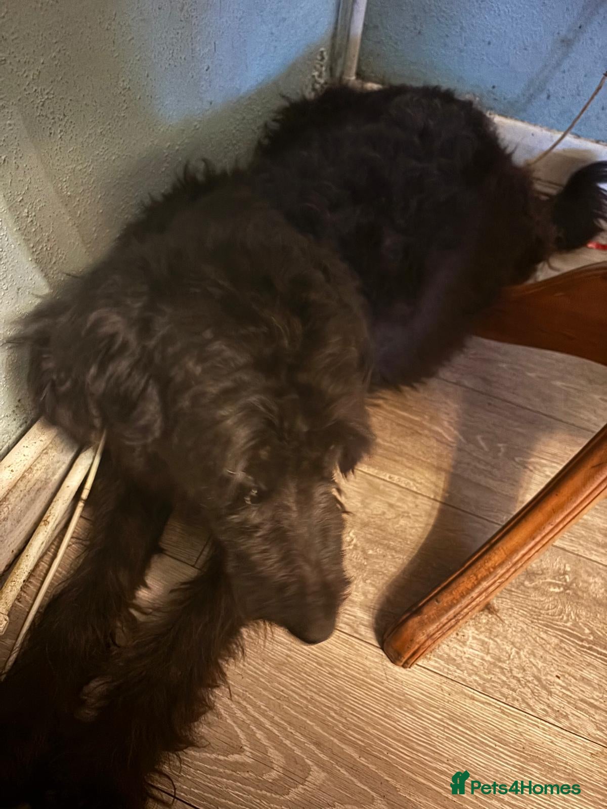 Mixed Breed dogs Intelligent & Loyal Shepadoodle Puppies - Advert 1