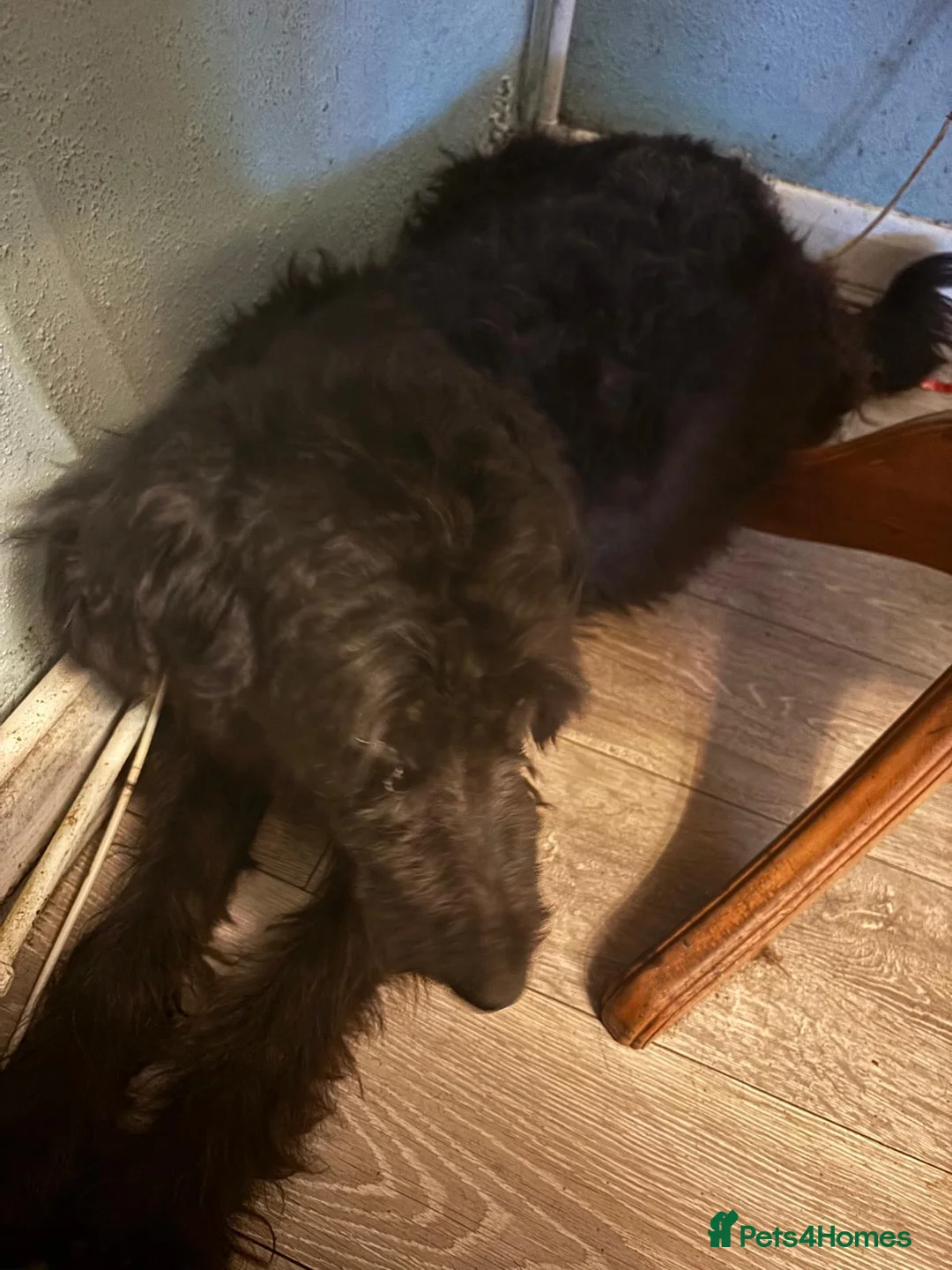 Mixed Breed dogs for sale: Intelligent & Loyal Shepadoodle Puppies - Advert 1