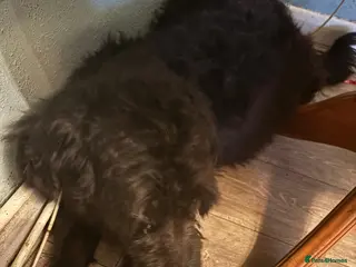 Mixed Breed dogs Intelligent & Loyal Shepadoodle Puppies - Advert 1