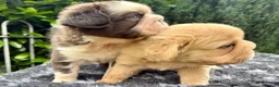 French Bulldog dogs for sale:  **  fluffy French bulldog pups - Advert 8