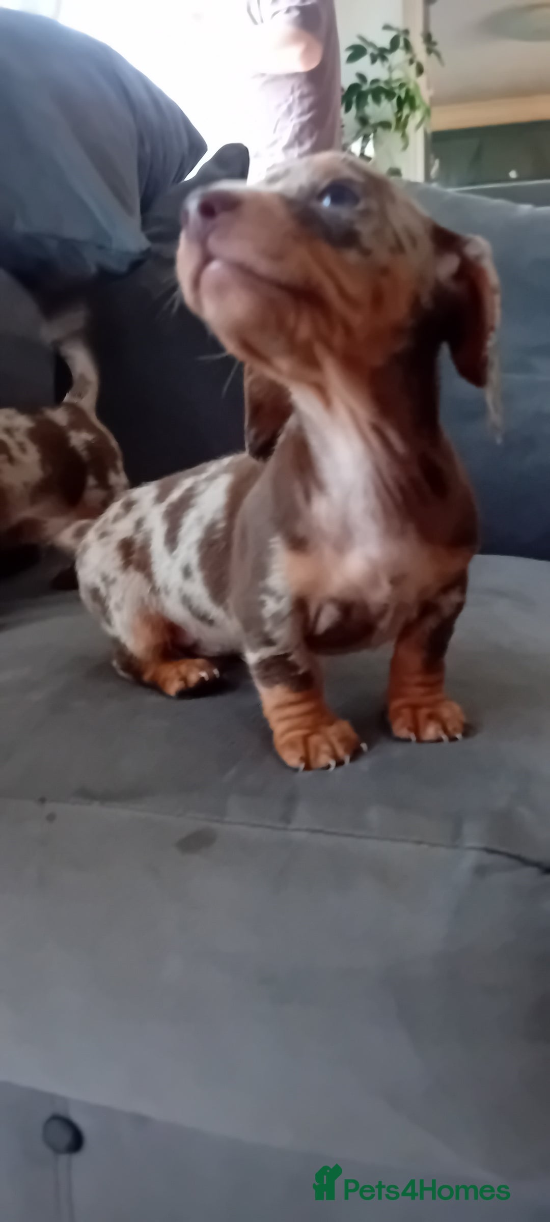 Miniature Dachshund dogs for sale: *READY TO GO* Miniature Daschund Puppies - Image 26