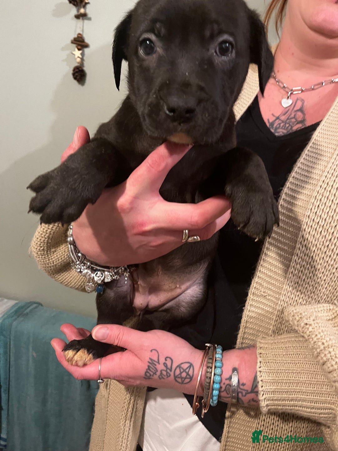 Mixed Breed dogs for sale: Bullador mixed puppies - Advert 3