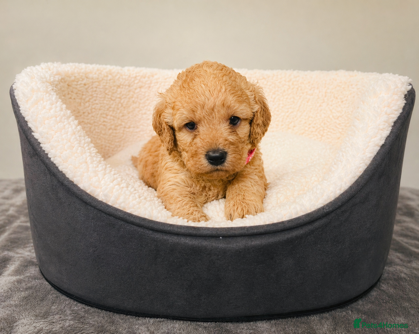Labradoodle dogs 🐾 12 Beautiful Labradoodle Puppies Available 🐾 - Advert 2