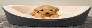Labradoodle Puppy 10