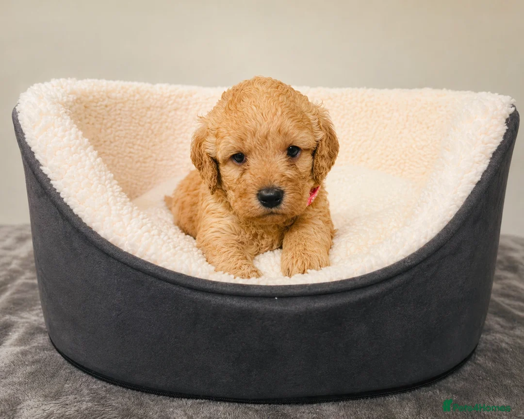 Labradoodle dogs for sale: 🐾 12 Beautiful F1b Labradoodle Puppies 🐾 - Advert 2