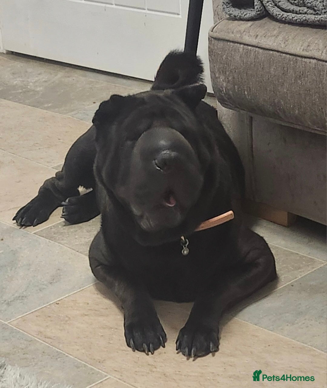 Shar Pei dogs for sale: Beautiful Female shar pei  - Image 3