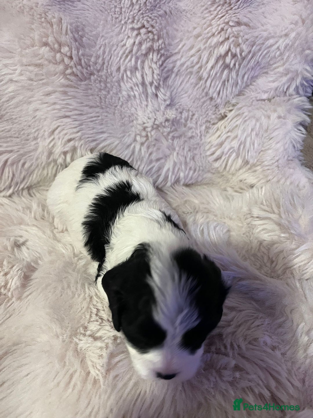 Cavapoo dogs for sale: Beautiful F1B REVERSE Cavapoos - Advert 13