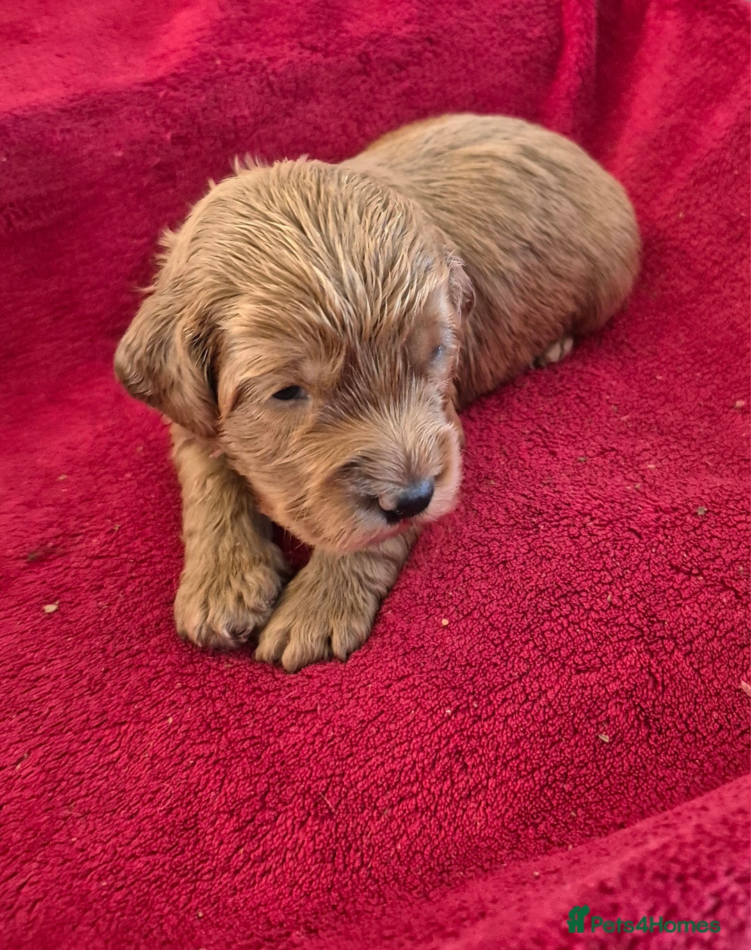 Cockapoo dogs for sale: F1 Cockapoo puppys - Advert 4