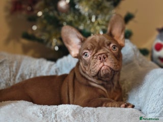 French Bulldog dogs Reduced Isabella and New Shade Isabella Puppies - Advert 5