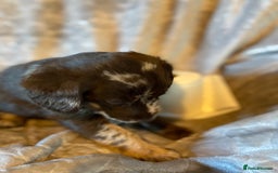 Labradoodle dogs for sale: Rare mini labradoodles variety of colours! - Image 16