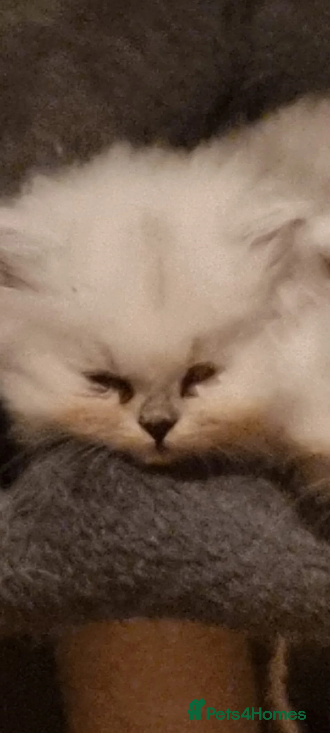 Persian cats for sale: Persian chinchilla kittens - Advert 2