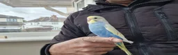 Budgerigars birds for sale: Super hand tamed baby budgies  - Advert 6