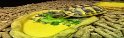 Hermann Tortoise reptiles for sale: Hermann Tortoise in Blackwood - Advert 16