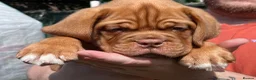 Dogue De Bordeaux dogs for sale: Exceptional KC Dogue de Bordeaux Puppies - Advert 8