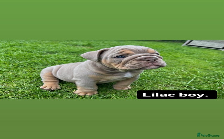 English Bulldog dogs - Advert 1