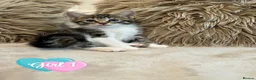 Mixed Breed cats for sale: Blue bengal kittens 🐈‍⬛🏠 - Advert 18