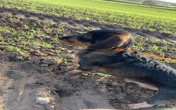 Dachshund dogs for stud: COI 0% North Yorkshire Wire Haired Dachshund Stud - Image 3