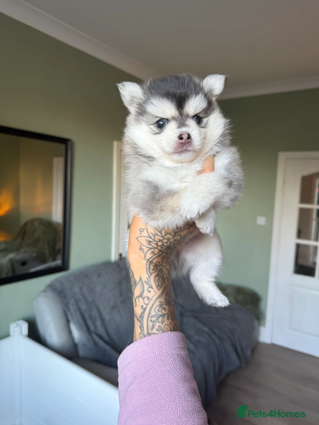 Pomsky dogs for sale: F3 Pomsky Puppies - ready now :)  - Advert 26