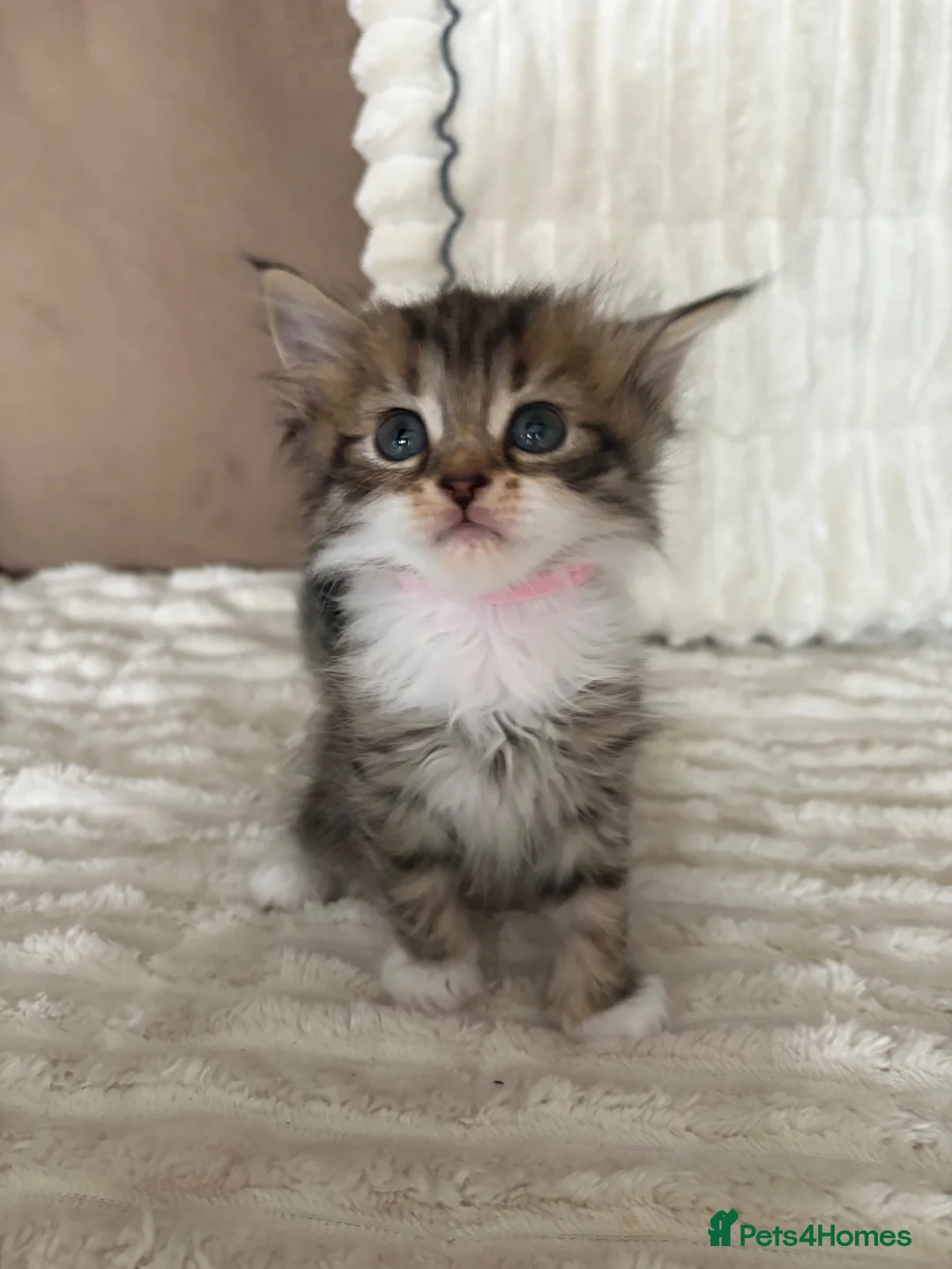 Persian cats for sale: Beautiful 1/4 Persian kittens in Thornton-Cleveleys - Advert 2