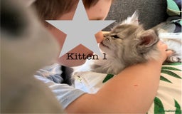 Maine Coon cats for sale: Majestic Maine Coon Kittens - Image 25