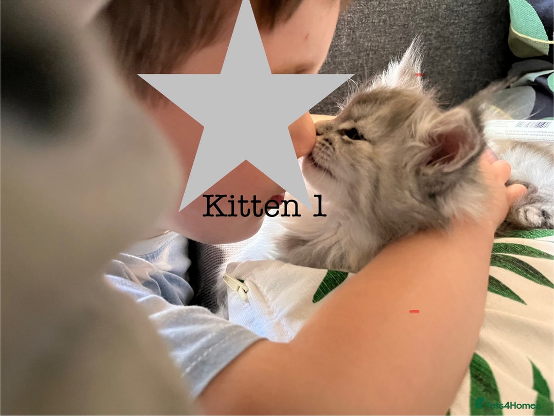 Maine Coon cats for sale: Majestic Maine Coon Kittens - Image 25