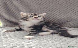 Norwegian Forest Cat cats for sale: Norwegian Forest kittens  - Image 13