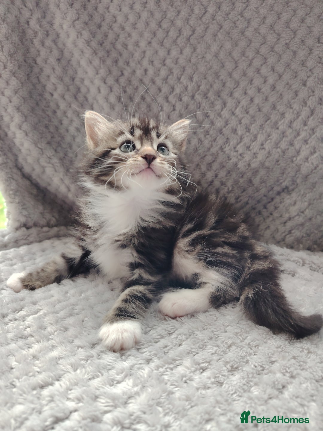 Norwegian Forest Cat cats for sale: Norwegian Forest kittens  - Image 13