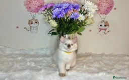 Ragdoll cats for sale: ⭐️TICA REG⭐️Pedigree Ragdoll Kittens DNA CLEAR ✅  - Image 11