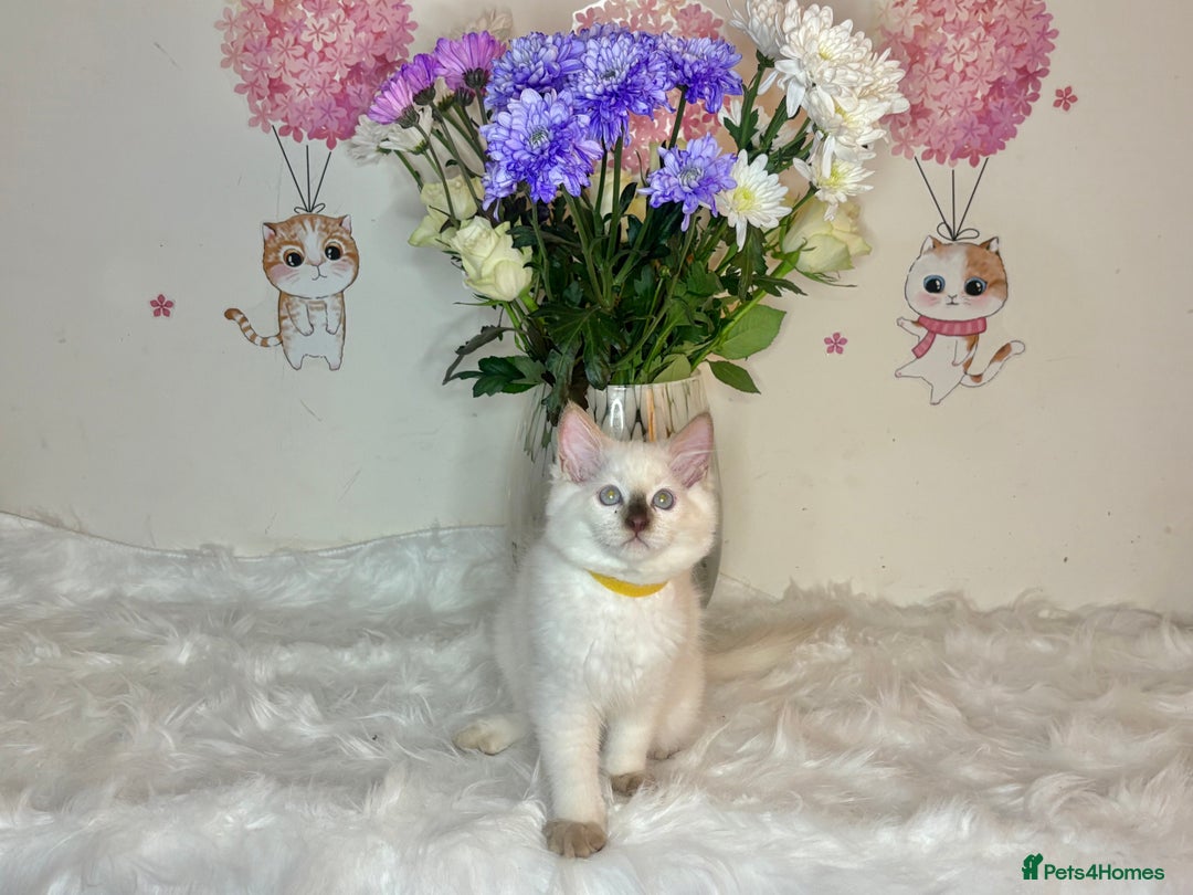 Ragdoll cats for sale: ⭐️TICA REG⭐️Pedigree Ragdoll Kittens DNA CLEAR ✅  - Image 11