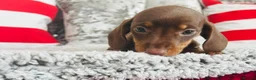 Miniature Dachshund dogs for sale: Beautiful miniature dachshund puppies - Advert 15