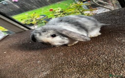 Mini Lop rabbits for sale: Two female mini lops for sale - Image 1