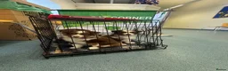 Miniature American Shepherd dogs for sale: Red Tri Miniature American Shepherd Puppies  - Advert 27