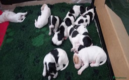 Pointer dogs for sale: Beautiful Pedigree Black & White Pointer Puppies - Image 4