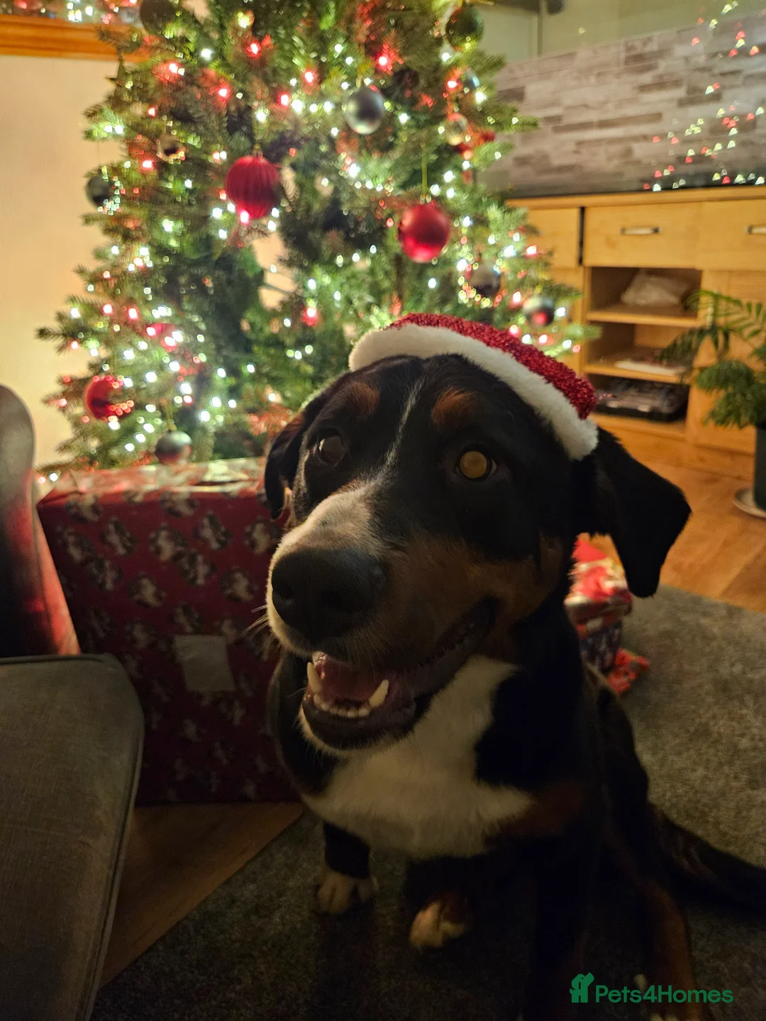 Bernese Mountain Dog dogs for adoption: Beautiful female border collie cross with Bernese - Advert 2