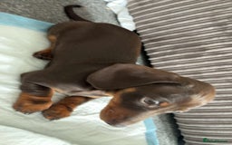 Dachshund dogs for sale: Dachshund for sale  - Image 2