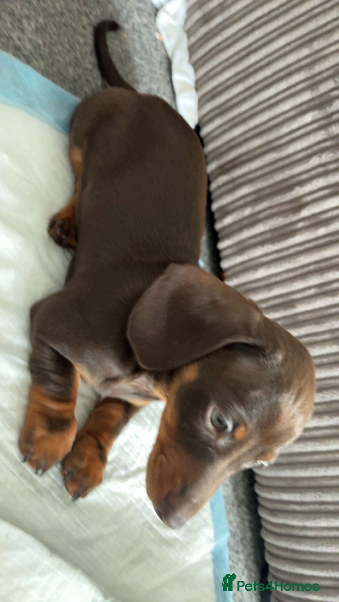 Dachshund dogs for sale: Dachshund for sale  - Image 2