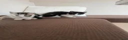 Mixed Breed cats for sale: Kittens for sale in Stevenage - Advert 2