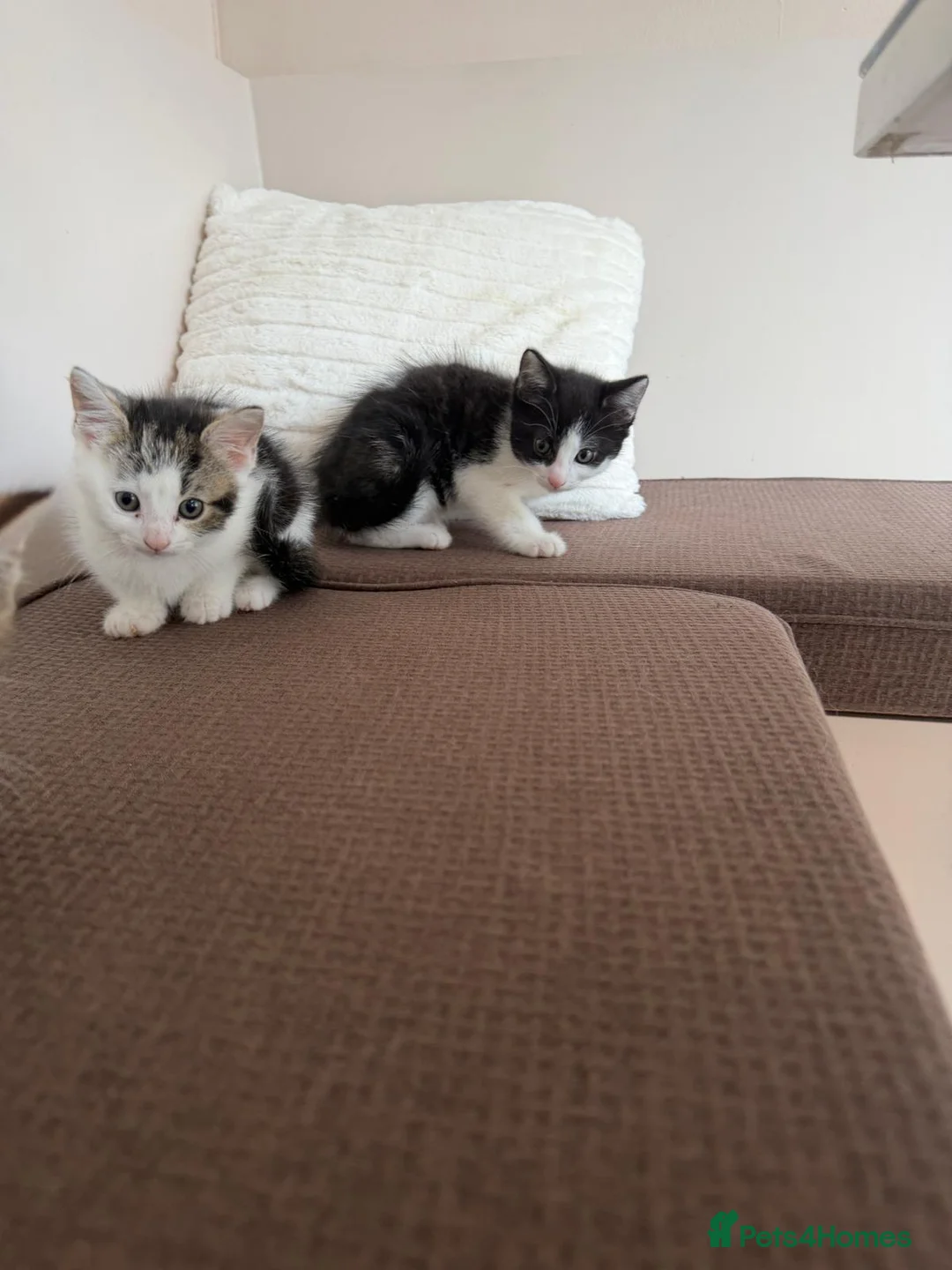Mixed Breed cats for sale: Kittens for sale in Stevenage - Advert 2