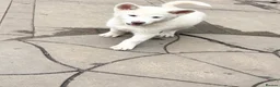 Japanese Akita Inu dogs for sale: Japanese Akita Puppies  - Advert 9