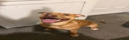 Mixed Breed dogs for sale: Narla in Manchester - Advert 1