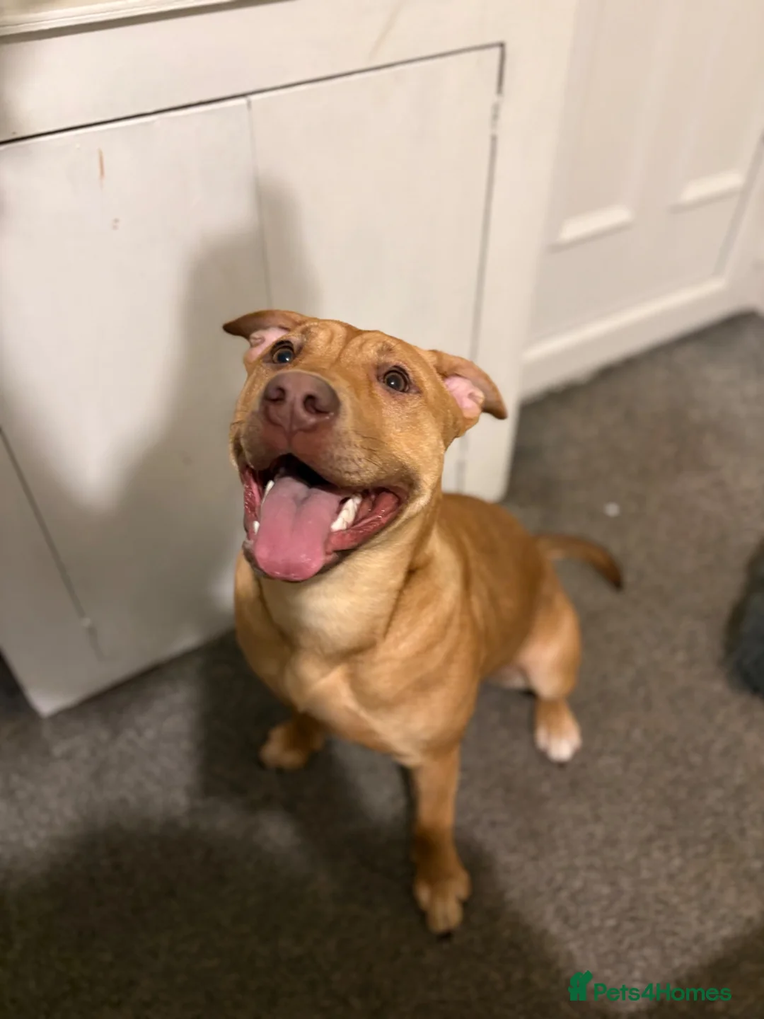 Mixed Breed dogs for sale: Narla in Manchester - Advert 1