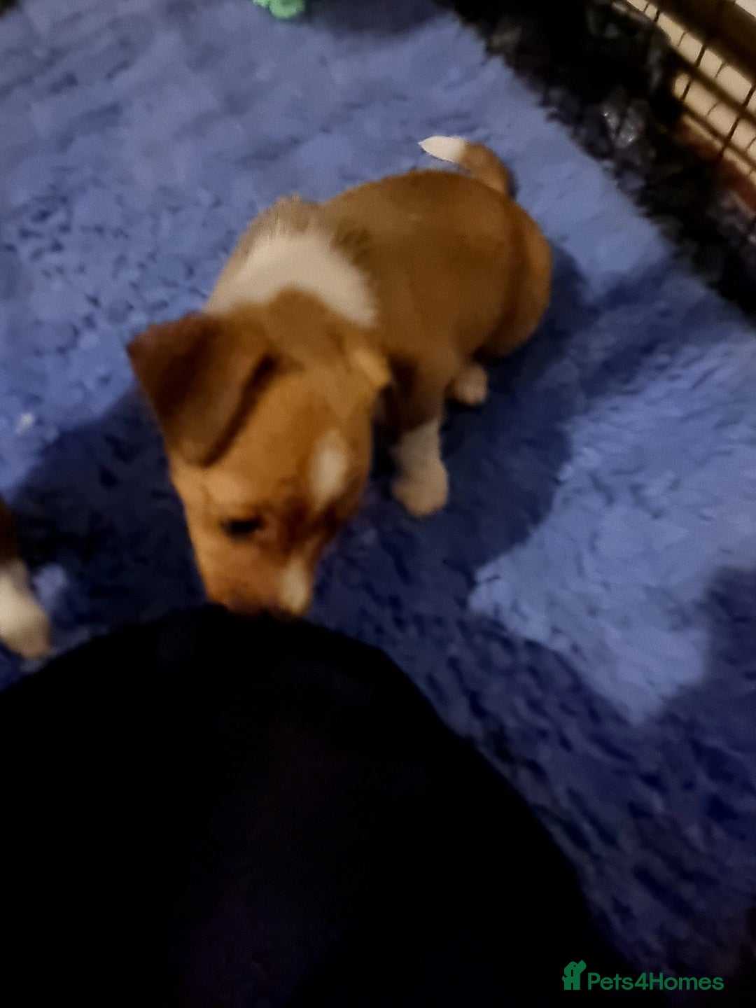 Mixed Breed dogs for sale: 3/4 jack Russell  1/4 chihuahua  - Image 5