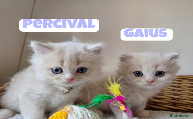 British Shorthair cats - Advert 4