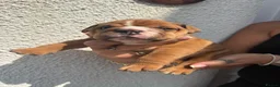 English Bulldog dogs for sale: STUNNING TRADITIONAL ENGLISH BULLDOG - Advert 11